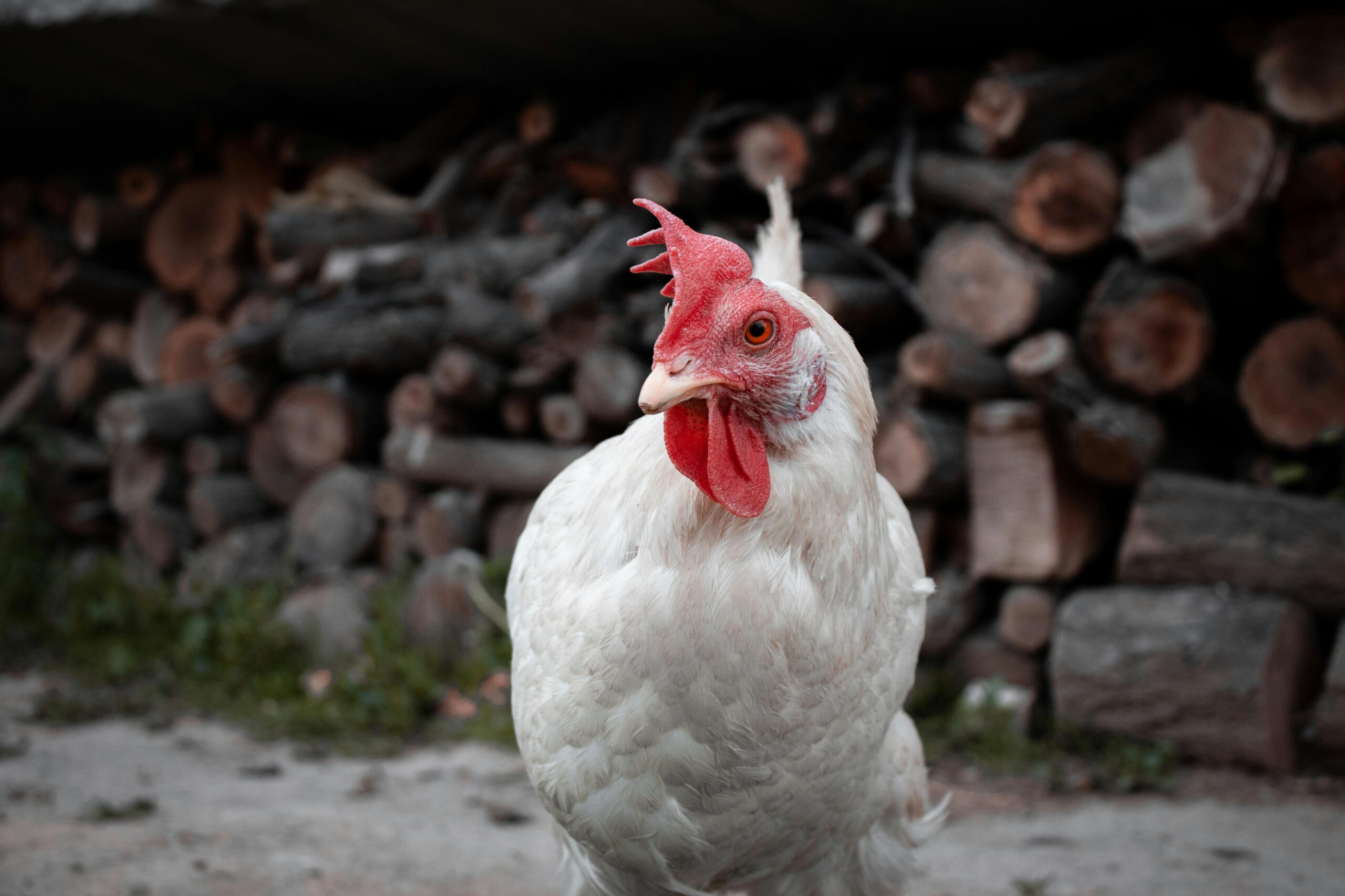 Pregnant Chicken